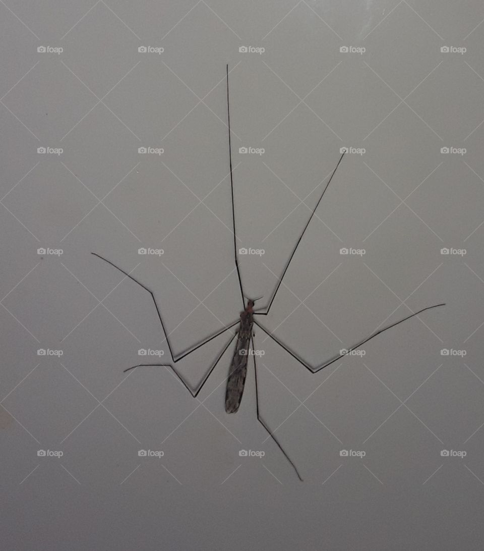 mosquito (insect), mosquito are thin long legged, two winged insects and typically six to 12 millimetres in length. both males and females have antennae and an elongated "beak" or proboscis three to four times longer than its head.