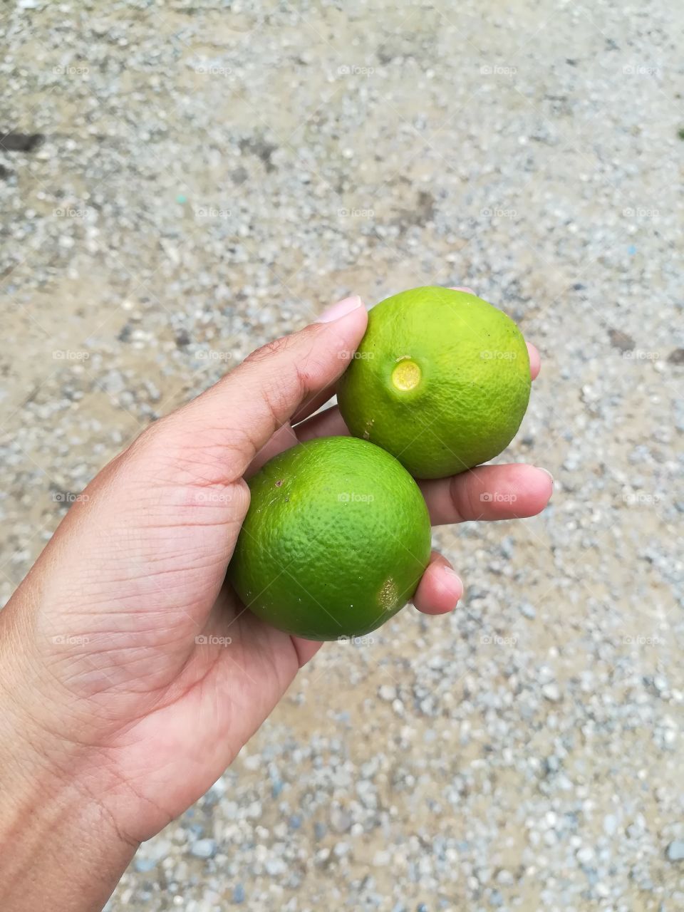 Lime in human hand. Citrus fruit