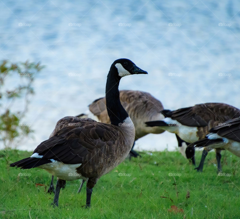 Beautiful creatures these are. The sight in Texas was nice right before sunset. The geese allowed me to get close enough for these shots so i’m thankful.
