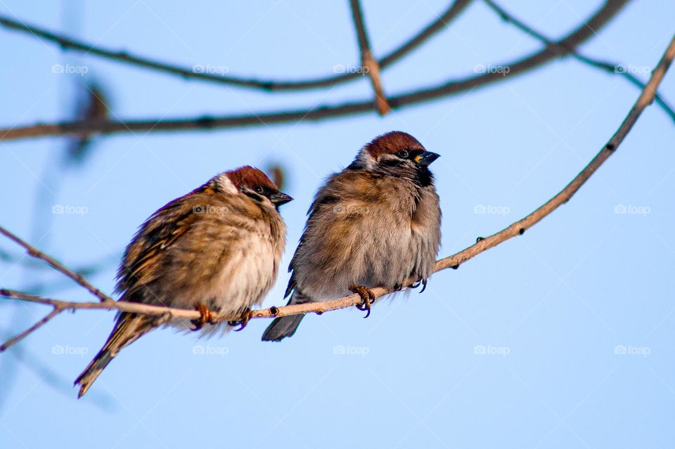 The beauty and grace of birds