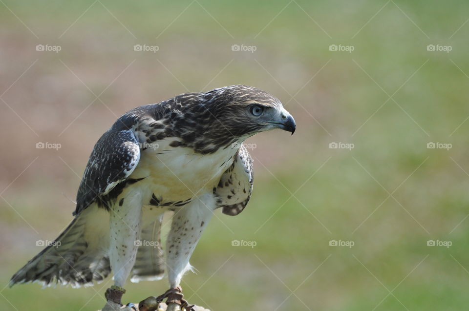 Magnificent raptors