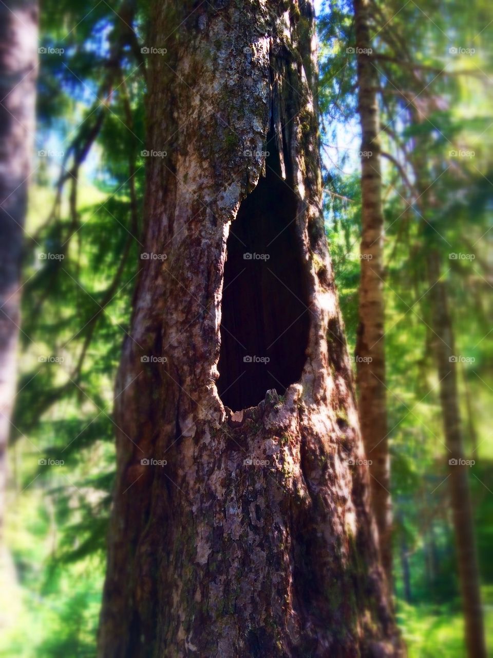 Hole in Tree
