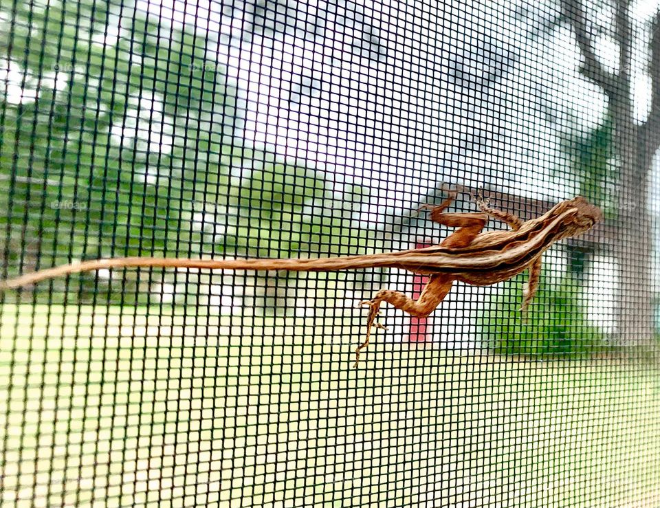 Florida Scrub Lizard Climbing And Walking Fast And Quickly But Still Observe Being Curious On the Screen Of The Pool Enclosure.