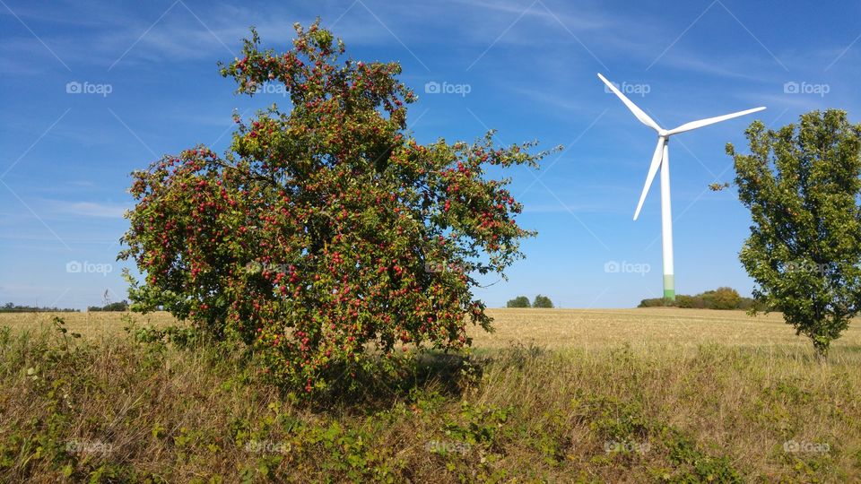 Apfelbaum in der Herbstsonne, blauer Himmel satt. Dahinter ein Windrad. Wunderschön..