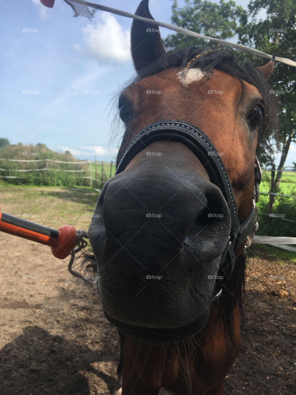 Stallion pushes his nose forward