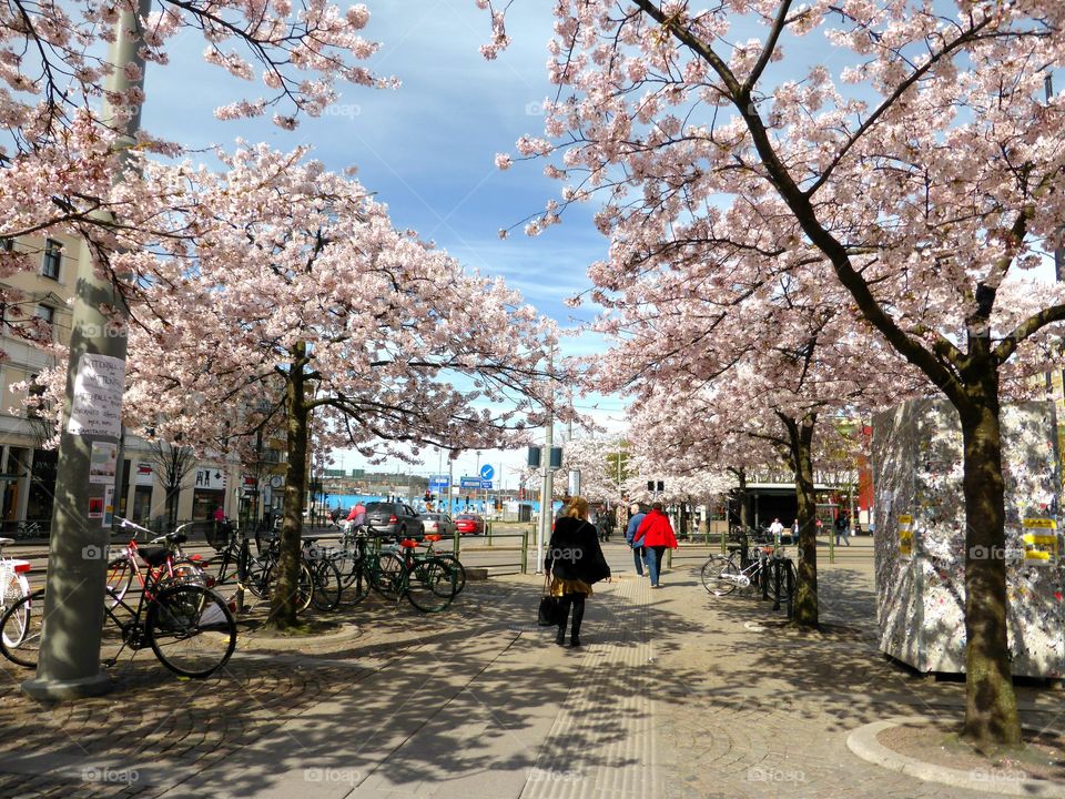 Japanese cherry tree blossom in Gothenburg 