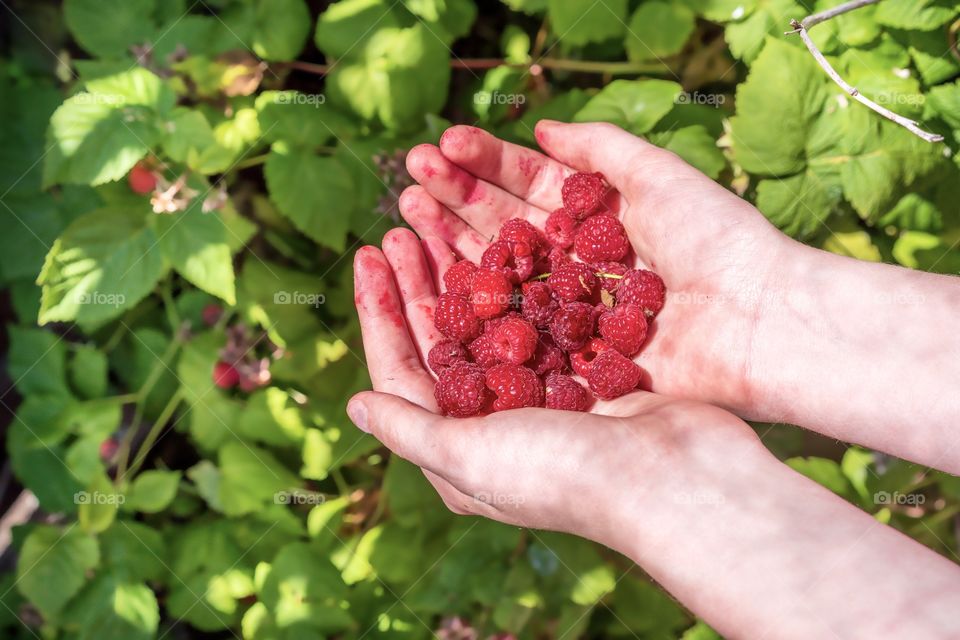 Ripe and juicy raspberries in hand