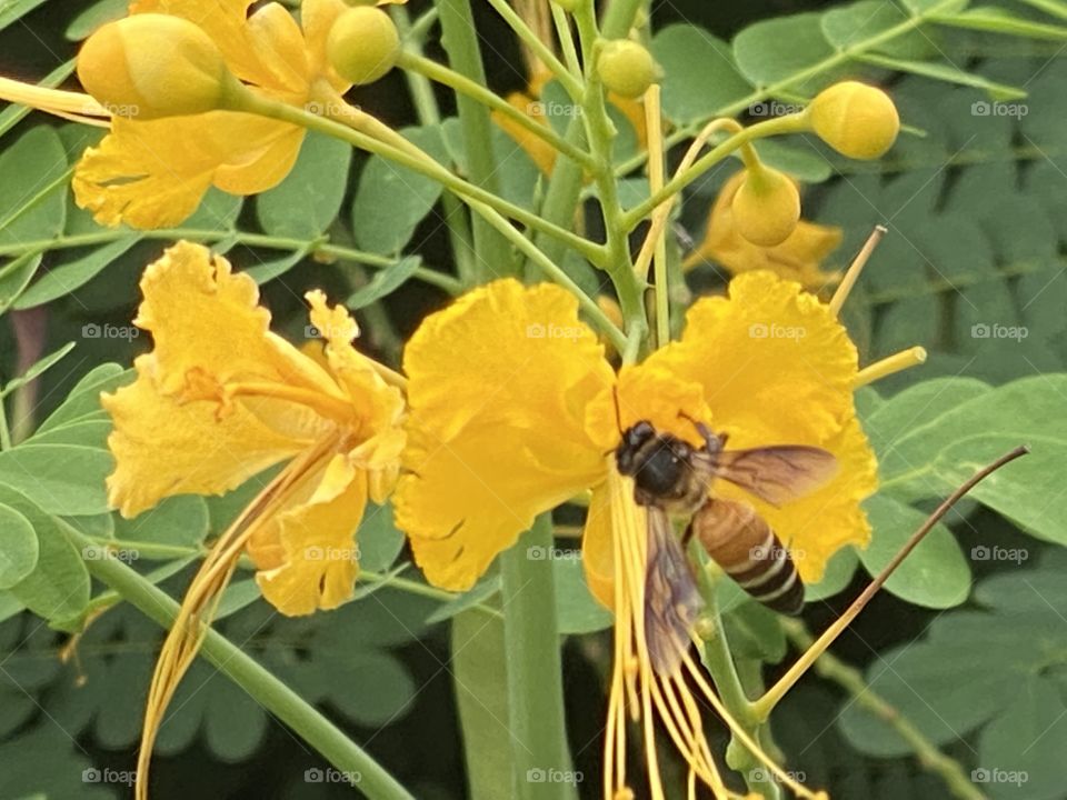 Peacock flower
