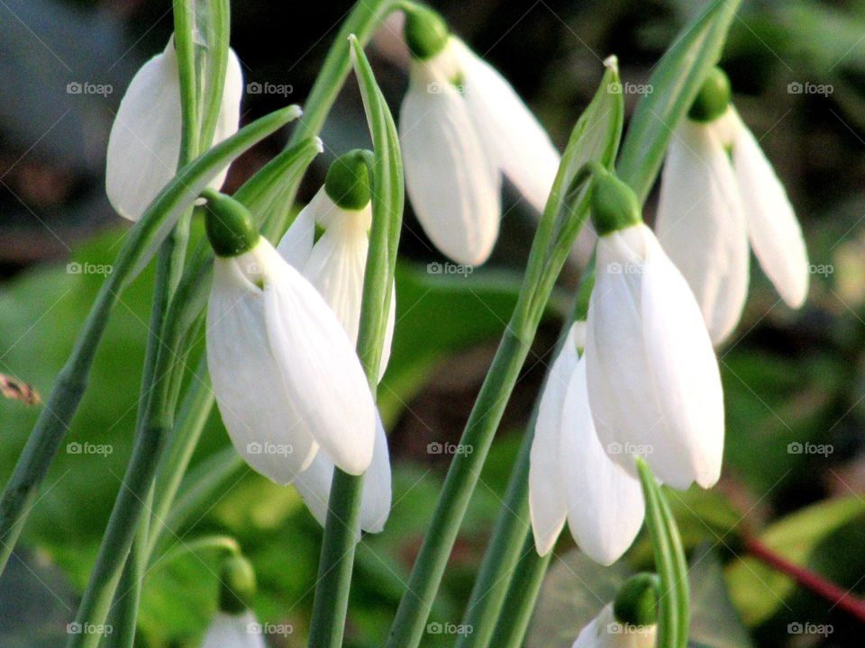 Snowdrops