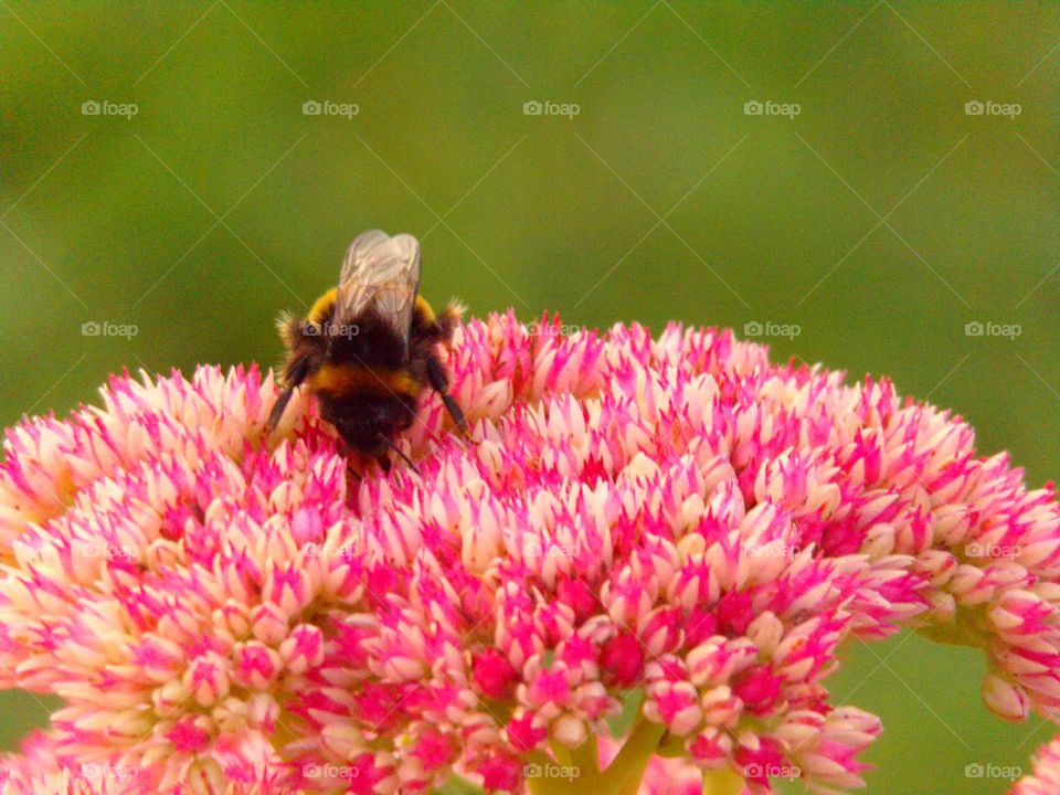 Hummel auf einer Wildpflanze