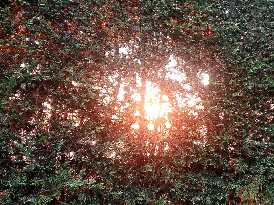 Leaf, Tree, No Person, Season, Landscape