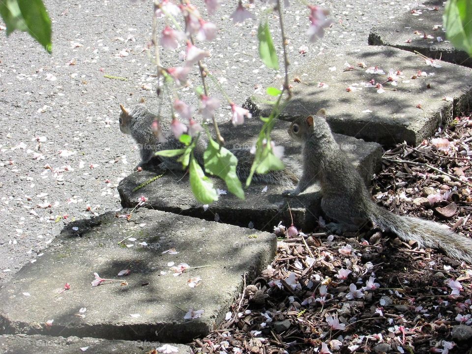 Two baby squirrels between the branches of a tree on rocks