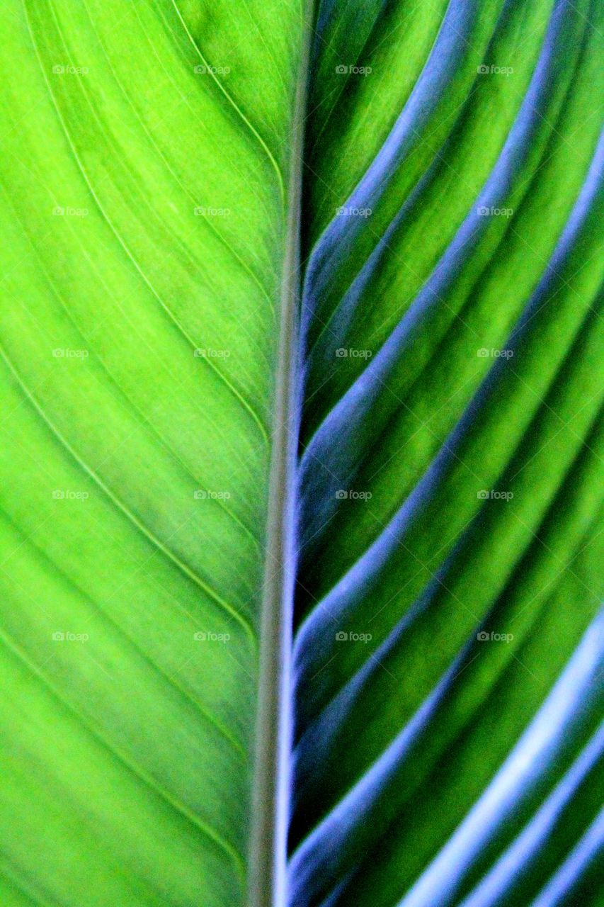 tropical texture in green.