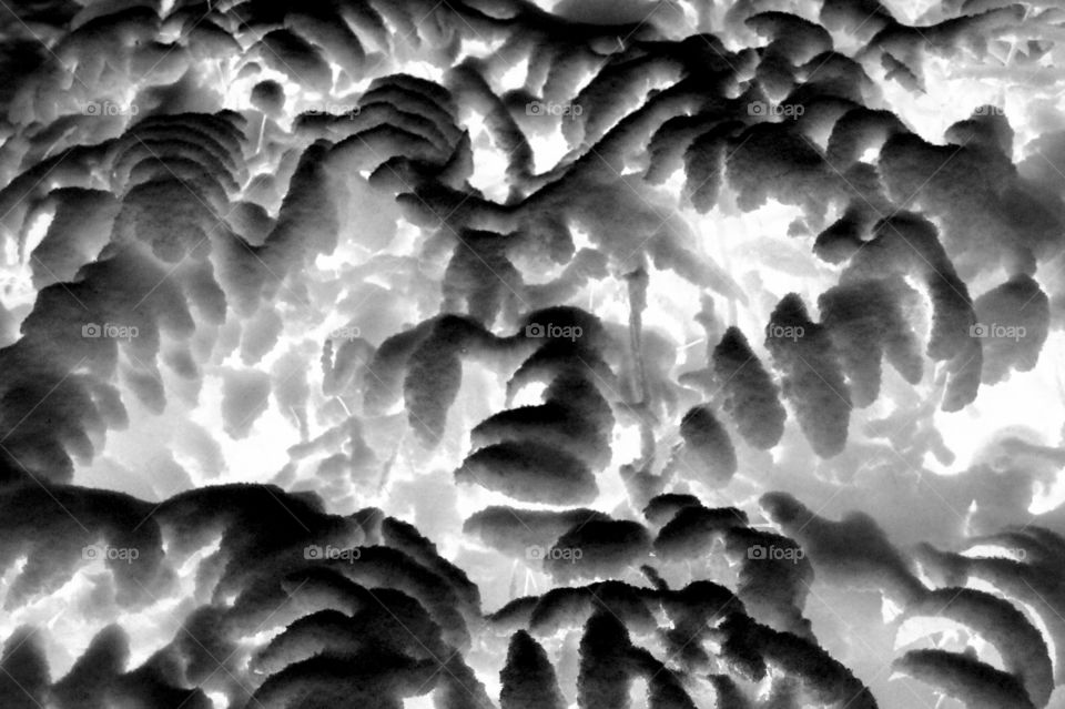 B&W. This is an infrared black and white of some snow covered salal leaves.  I used one of my ice and snow pictures and experimented with desktop techniques and tools to create this interesting abstract. 