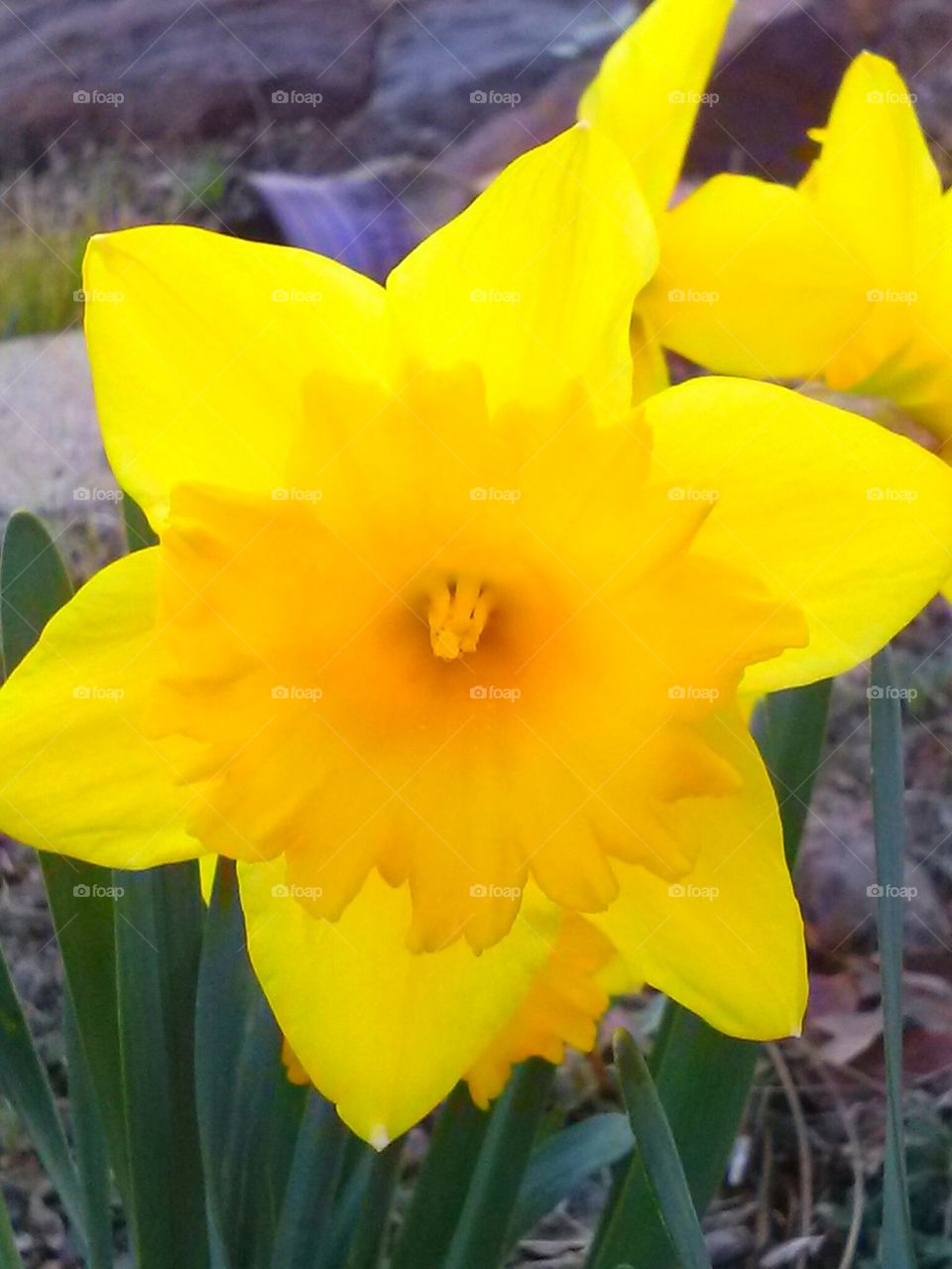 daffodils 