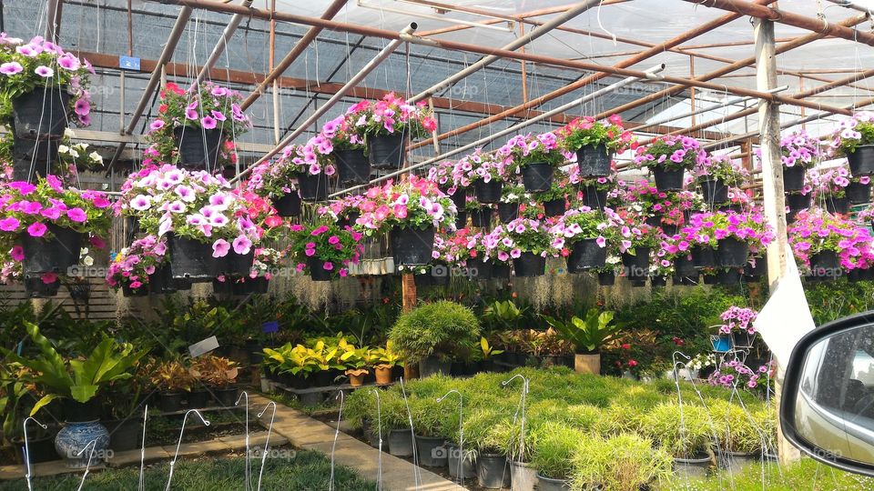 Flower, Garden, Greenhouse, Flora, Conservatory