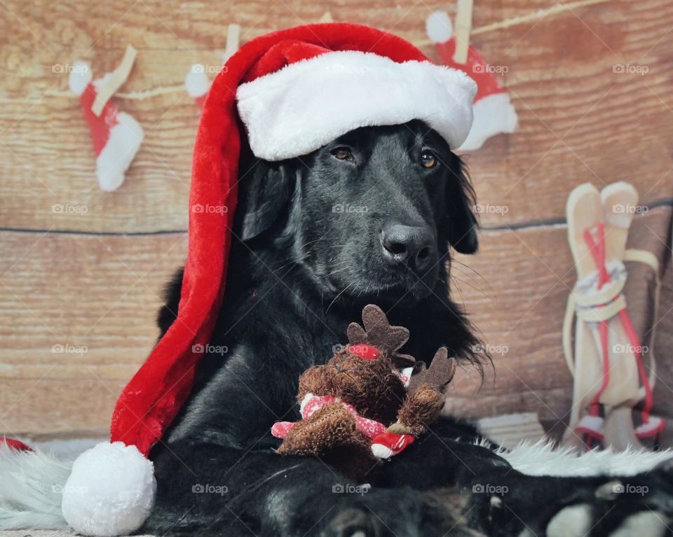 Santa dog