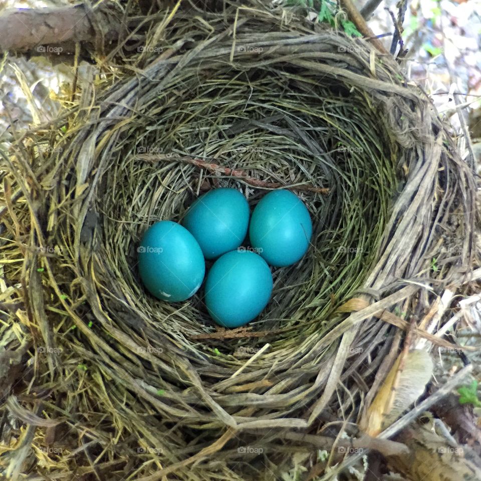 Nest Full of Robin Eggs