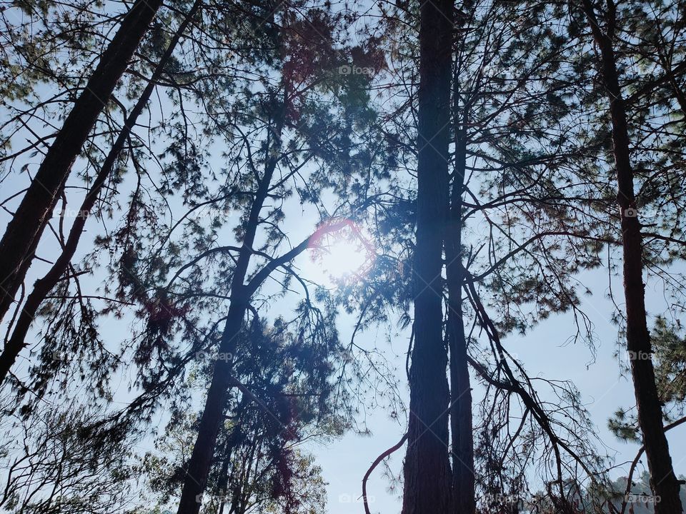 Looking at the sun through the pine trees in the garden