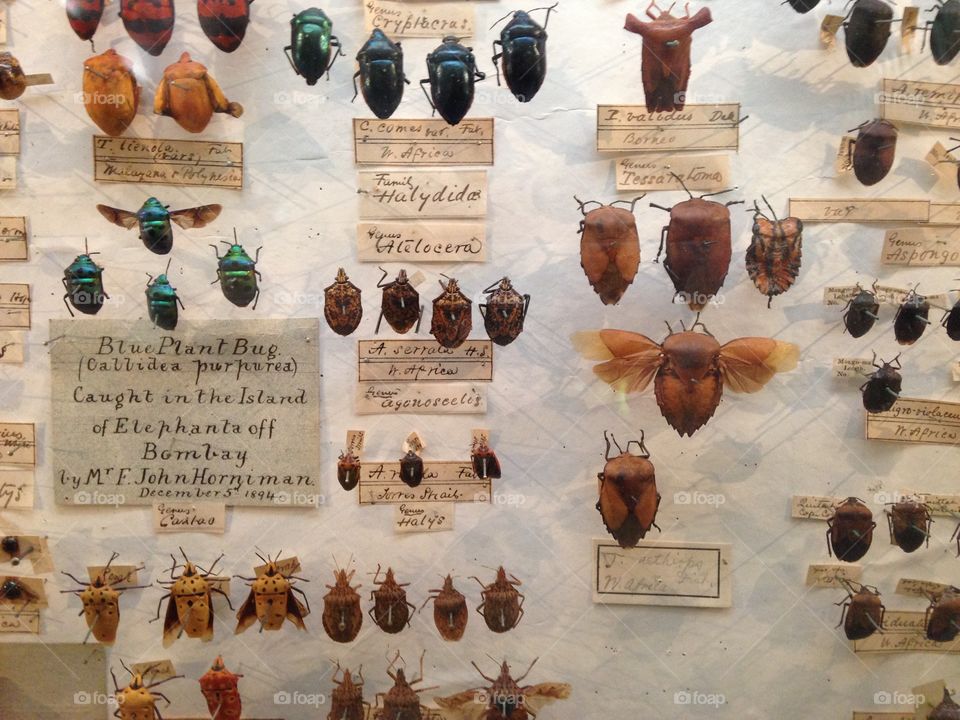 Beetle collection on display at Horniman Museum, south London