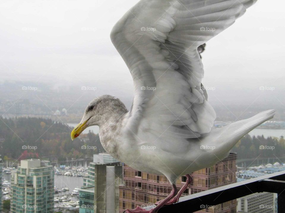 Seagull