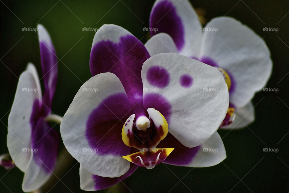 flowers flora orchid by lgt41