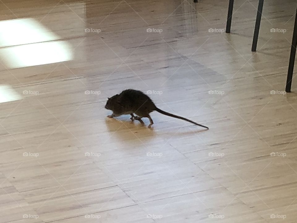 Rat