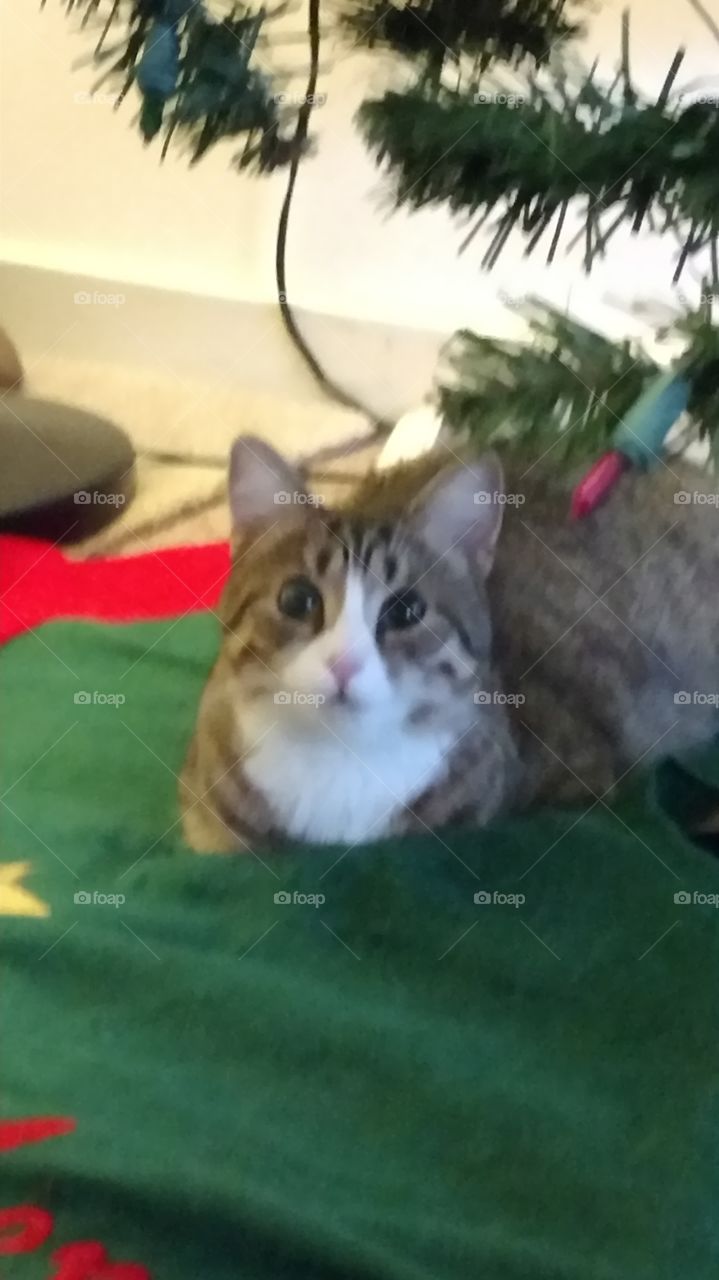 kitten under Christmas tree