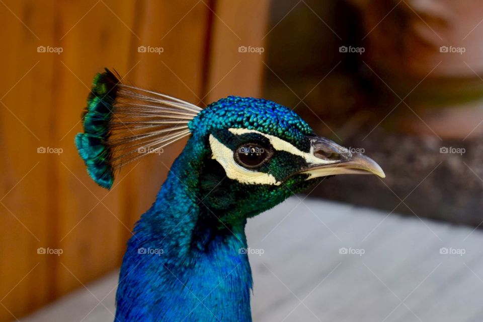 Peafowl