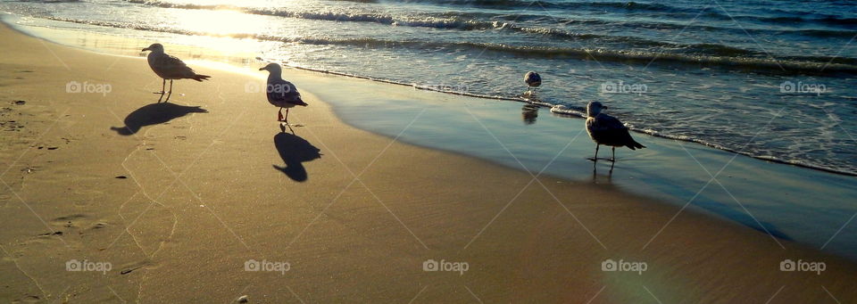 Seagulls walking on the beach