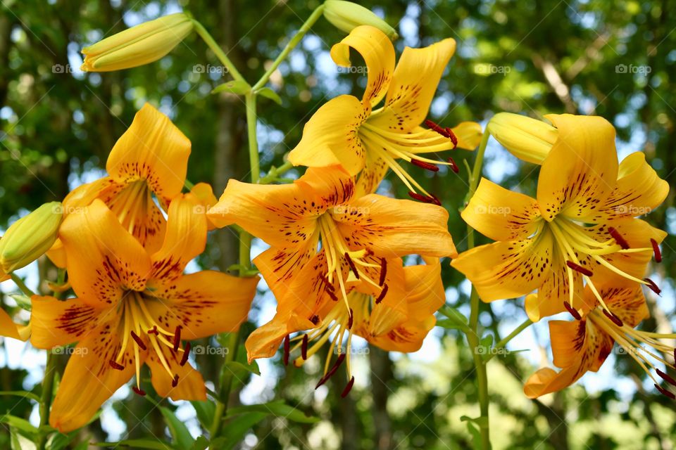 
yellow lilies