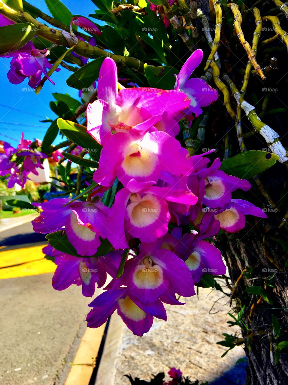 Orchid lovers 💐💐💐