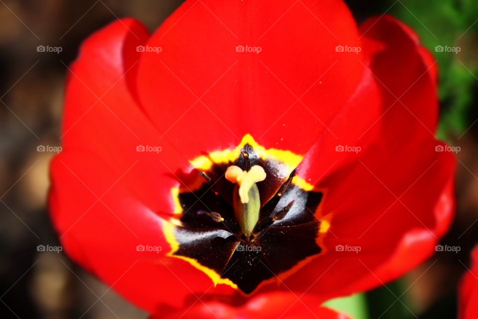 Beautiful flowers on spring 