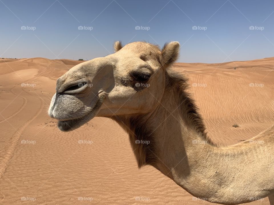 Camel in Dubai 3