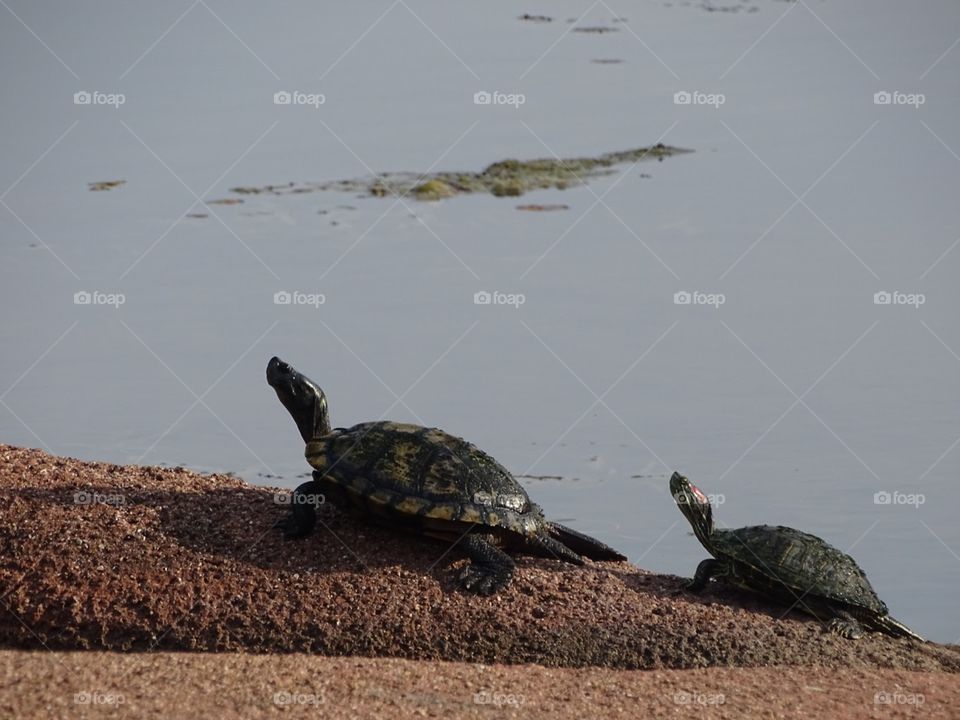 Turtles relaxing near a pond.