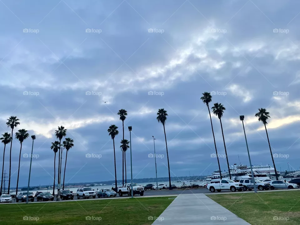 Palm trees 🌴