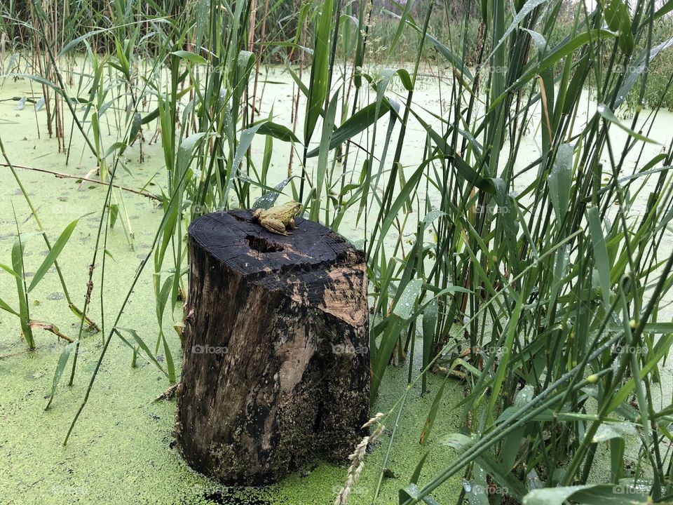 Frog on a stump wetlands