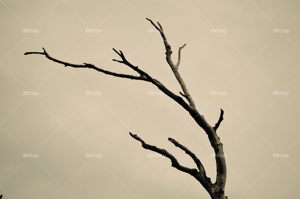 View of bare tree