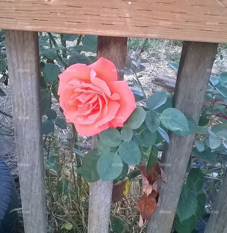 rustic rose