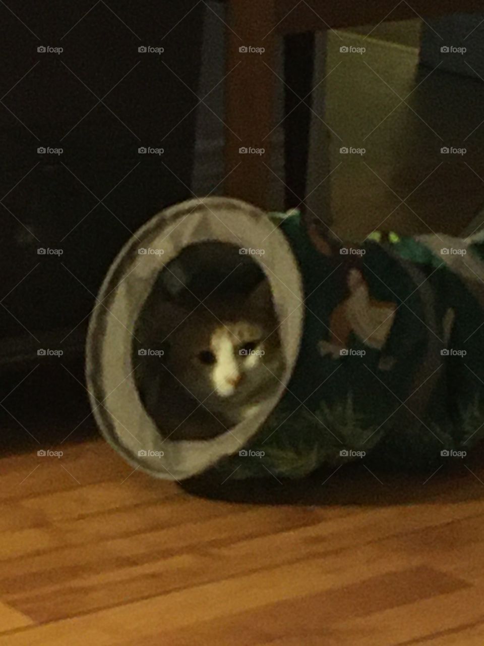 Hi how’s it going? My mom said I had to stay quarantined so here I am just chillin.