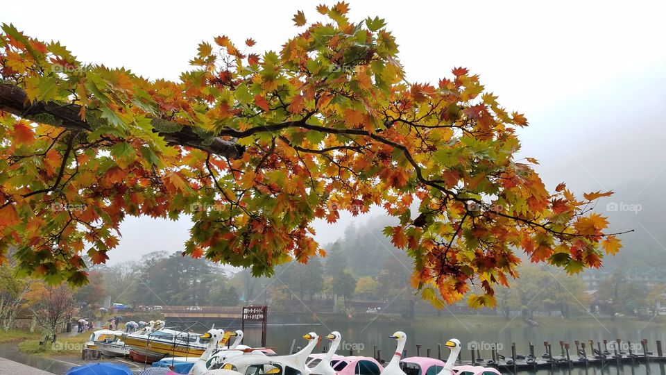 Autumn tree leaves