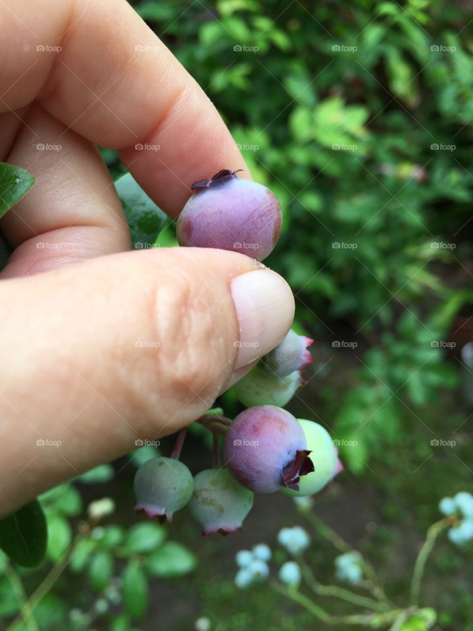 Top hat blueberry harvest