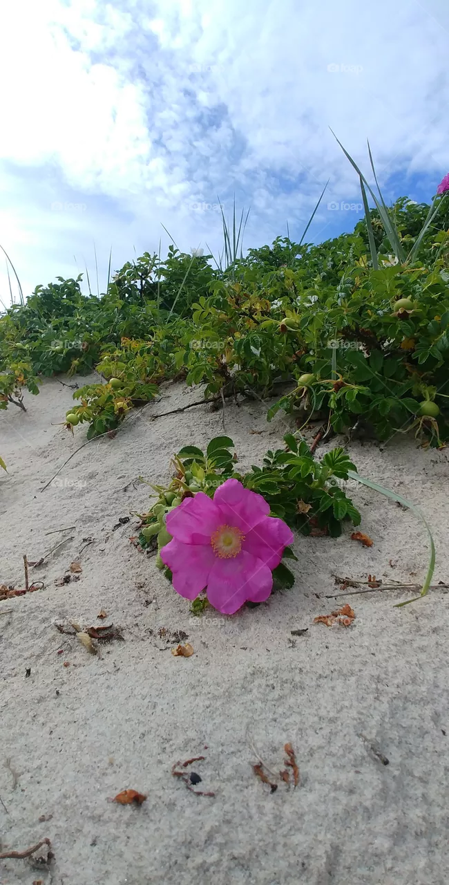 flower Rose Strand beach blühen Blüten Blume grün green sand