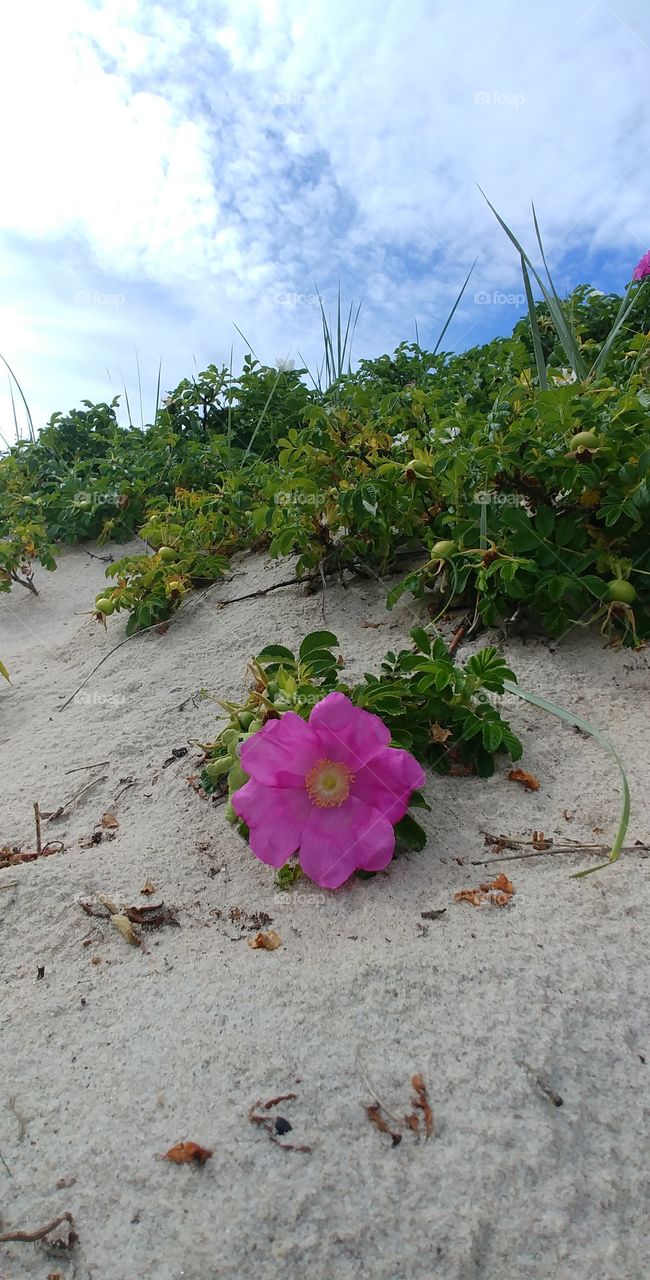 flower Rose Strand beach blühen Blüten Blume grün green sand