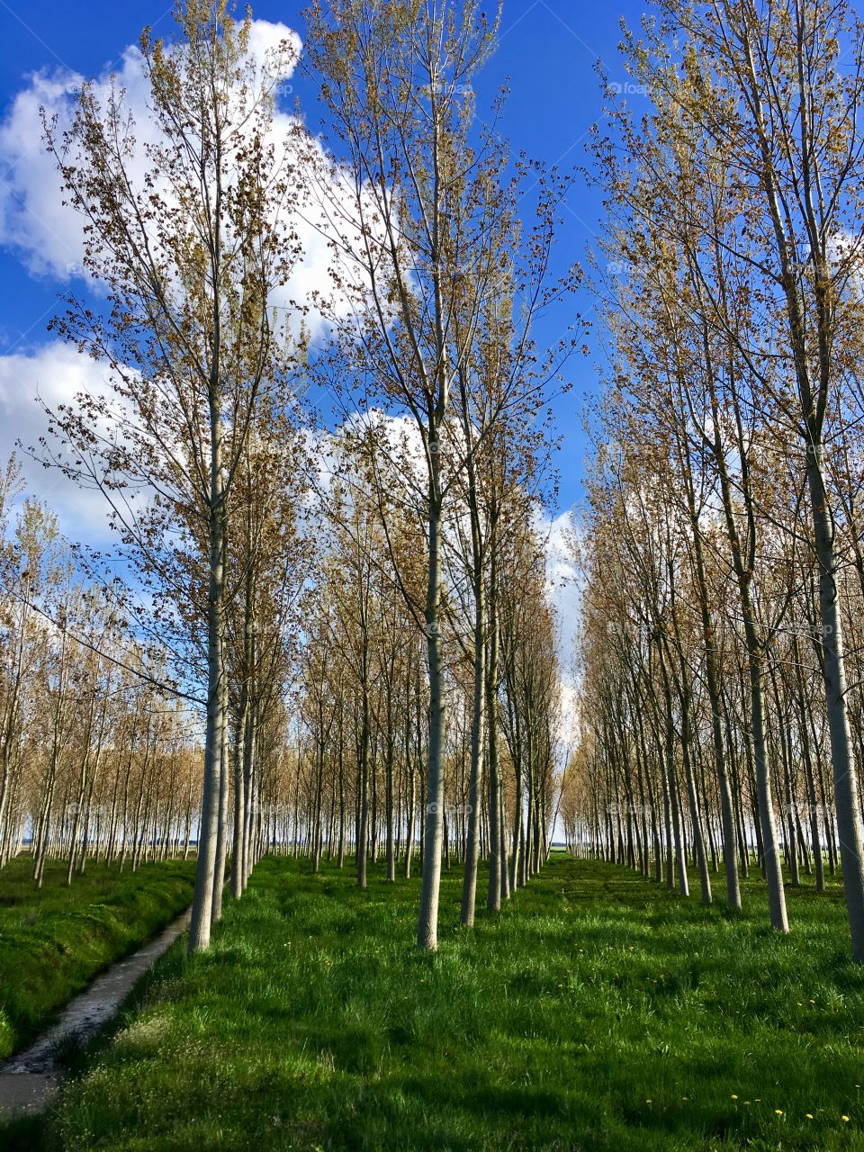 bucolic image of a poplar grove in spring in the Piedmont countryside