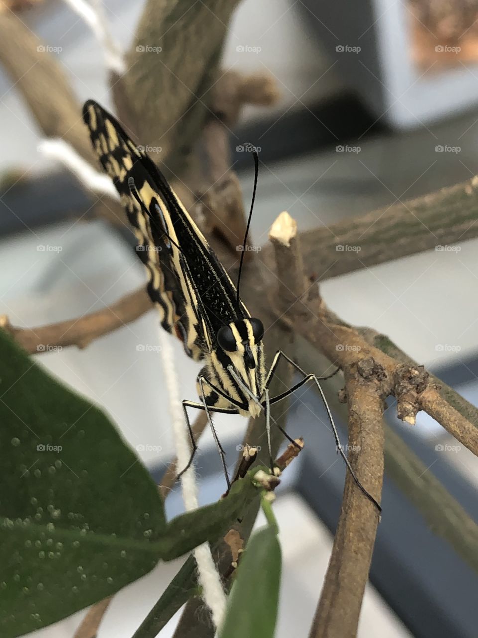 Newly hatched citrus butterfly!!!! 