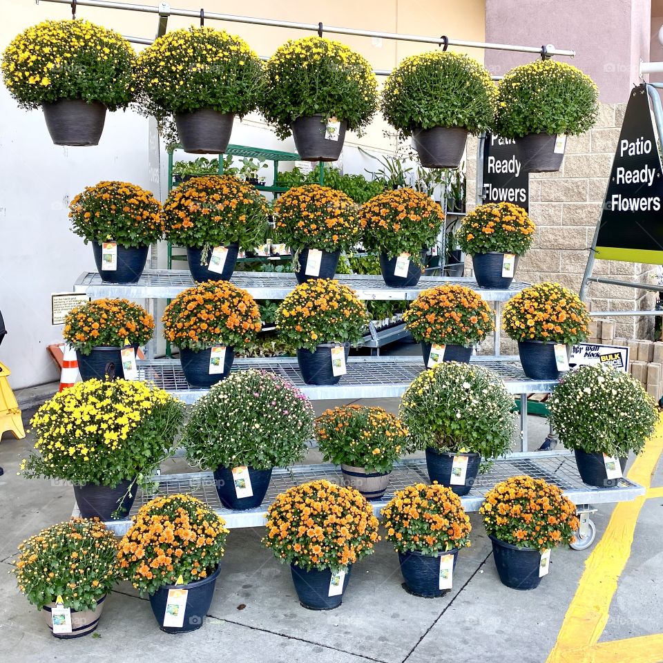 Patio flowers 