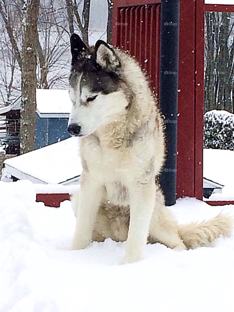 Incredible Husky Dogs