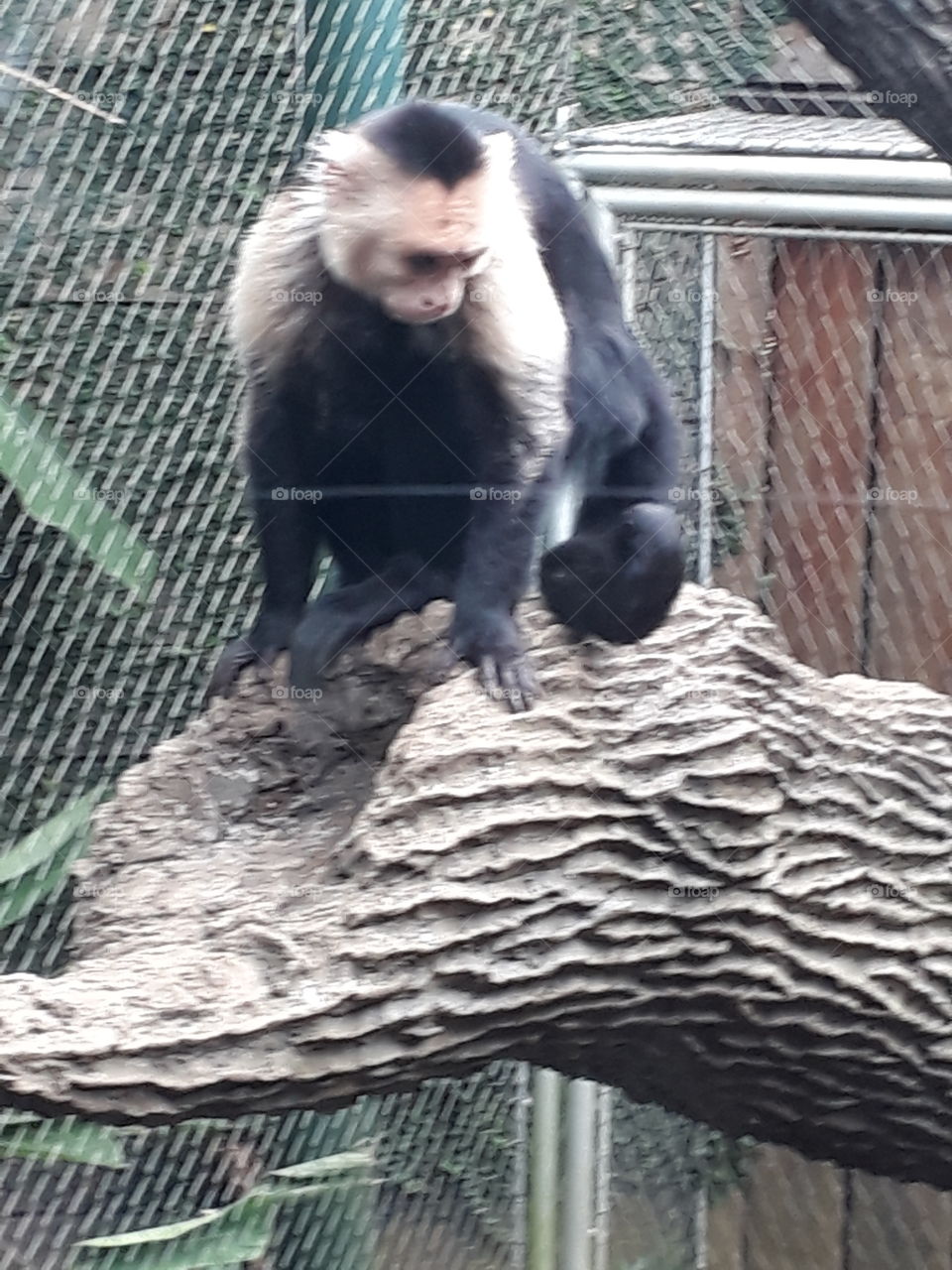 Mono mico titi