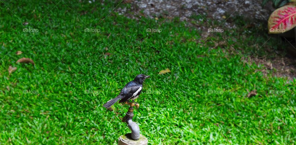 Indian Robin. Robin Bird sat on a tap.